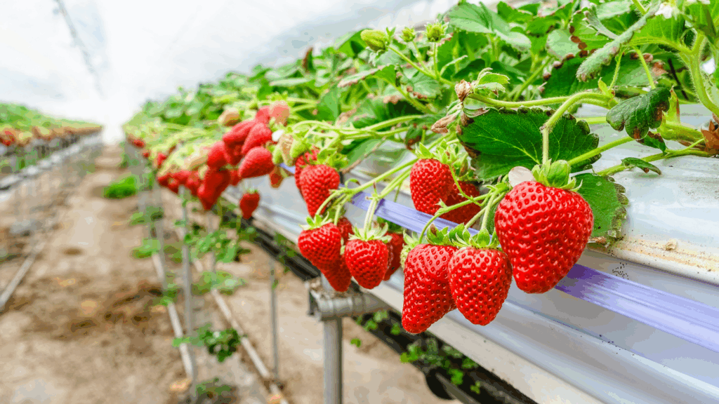 AI-powered Agritech Startup in India